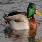 image of bird