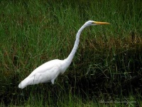 image of american_egret
