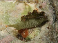 image of sea_slug #3