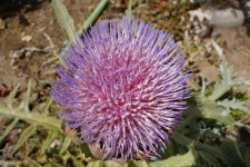 image of artichoke_flower #71