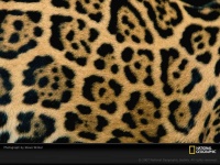 image of jaguar_car