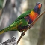 image of bird