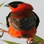 image of bird