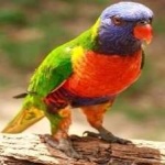 image of bird