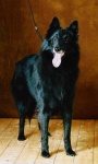 image of groenendael