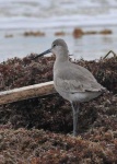 image of dowitcher