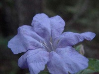 image of mexican_petunia #23