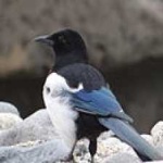 image of bird