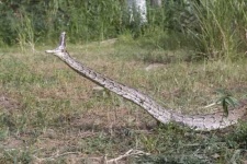image of rock_python