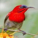 image of bird