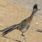 image of bird