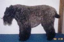 image of kerry_blue_terrier #14