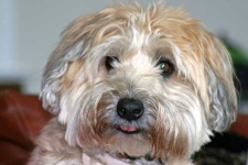 image of wheaten_terrier #14