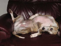 image of whippet