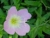 image of flower