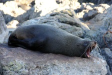 image of animal