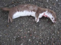 image of weasel