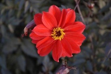 image of flower