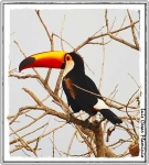 image of toucan