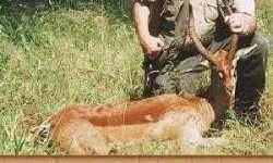image of gerenuk
