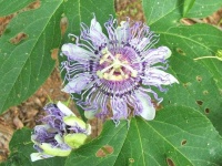 image of flower