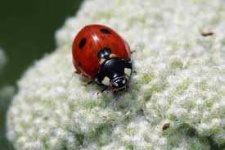 image of animal