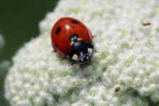 image of ladybugs #1