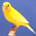 image of bird