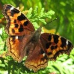 image of animal