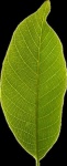 image of leaf