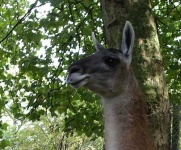 image of llama