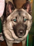 image of norwegian_elkhound #25