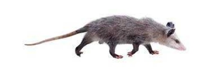 image of possum #2