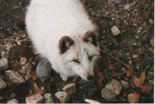 image of arctic_fox