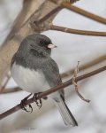 image of junco #1