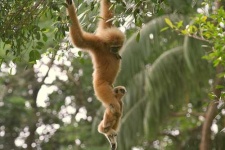 image of gibbon
