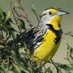 image of eastern_meadowlark #6