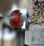 image of house_finch