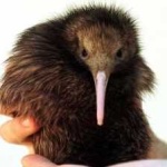 image of bird_kiwi #129