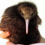 image of bird