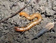image of centipede