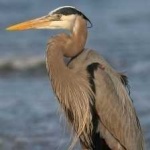 image of blue_heron #8