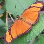 image of animal