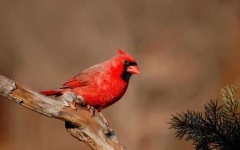 image of cardinal