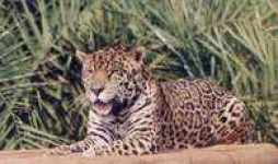 image of jaguar_car