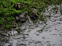 image of bullfrog