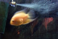 image of goldfish