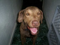 image of chesapeake_bay_retriever