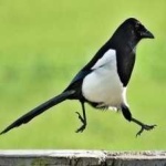 image of bird