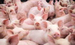 image of animal